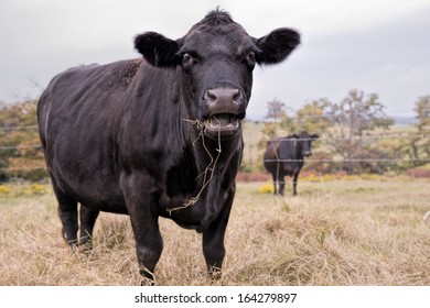 Black Cow Eating Hay