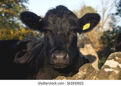 Black Cow Head And Face