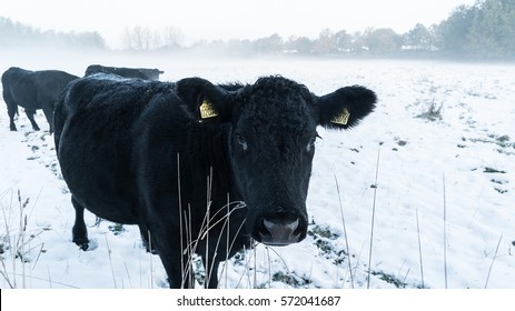 Black Cow On Field With Snow