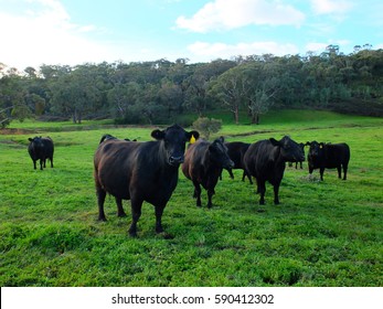 Black Cow On The Green Field