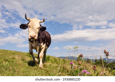 うし の画像 写真素材 ベクター画像 Shutterstock