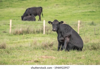 Black Cow Sitting In A Field