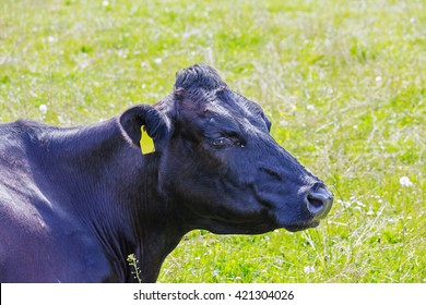 Black Cow With A Yellow Ear Tag