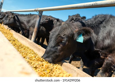 986 Cow feeder Images, Stock Photos & Vectors | Shutterstock