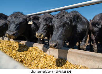 986 Cow feeder Images, Stock Photos & Vectors | Shutterstock