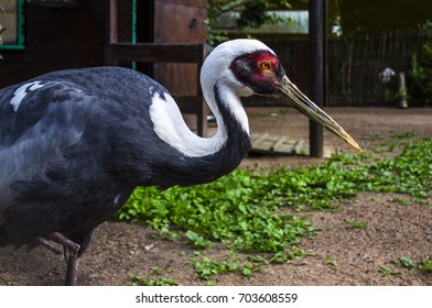 Black crane