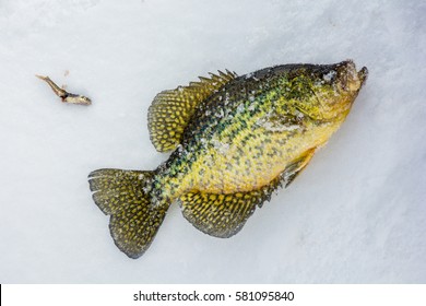 A black crappie caught during ice fishing lies on top of the snow on an ice covered lake next to the minnow bait used to catch it.