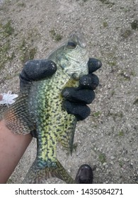 A Black Crappie Caught In A Lake