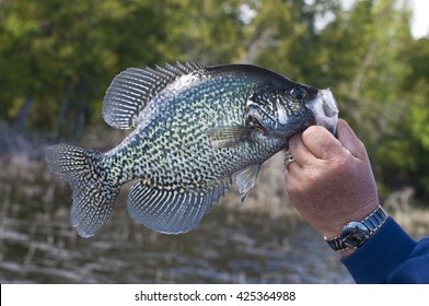 Black Crappie Fishing