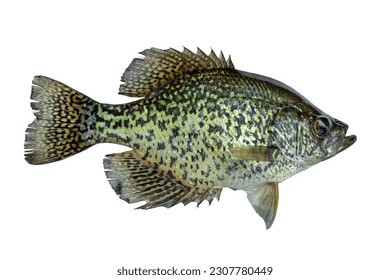 Black crappie fresh caught in a northern Minnesota lake isolated on a white background