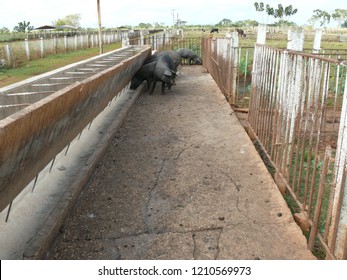 Black Creole Cuban Pigs