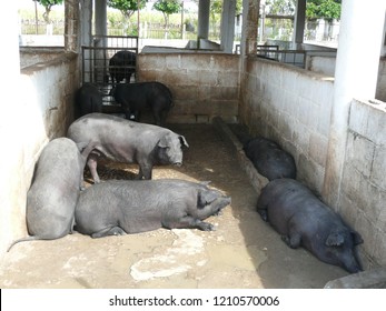 Black Creole Cuban Pigs In Barn