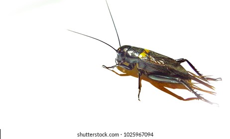 Cricket Bug Images, Stock Photos & Vectors | Shutterstock