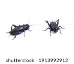 Black cricket in white background. Macro details. Gryllus bimaculatus    