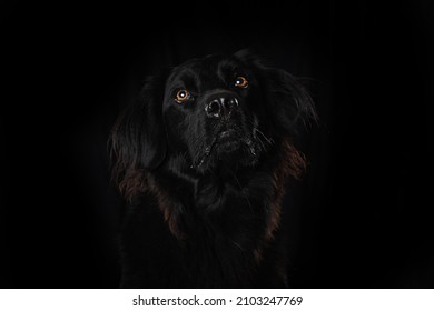 Black Cross Breed Dog On Black Background Looking Up