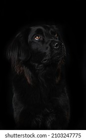 Black Cross Breed Dog On Black Background Looking Up