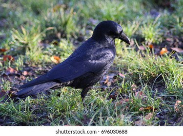 Black crow