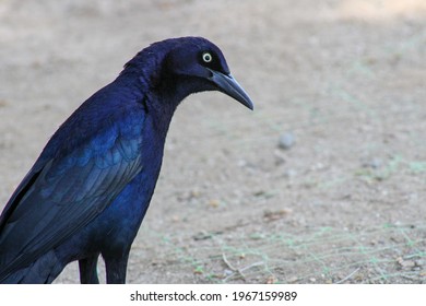 Black Crow Castaic Lake, CA 