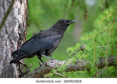 7,859 Crow Chick Images, Stock Photos & Vectors 