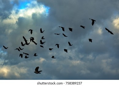 black crow in clouds
