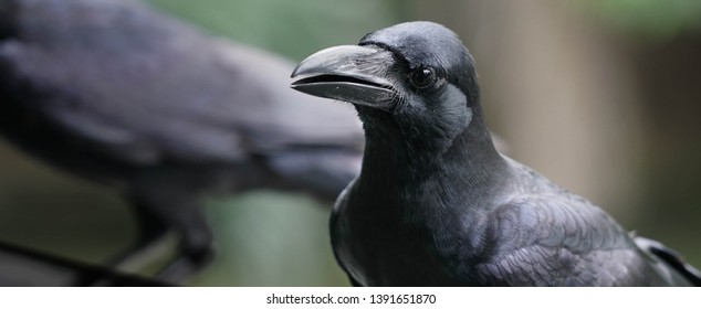 Black crow, Corvus , common crow closeup 