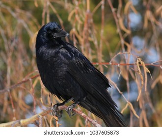 Black Crow Corvus Corone Stock Photo (Edit Now) 1037605873