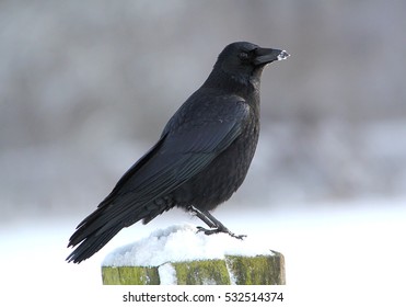 5,832 Corvus corone Images, Stock Photos & Vectors | Shutterstock