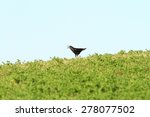 black crow ( Corvus frugilegus ) singing on top of the hill on alfalfa green field