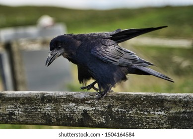 153 Tongue of crow Images, Stock Photos & Vectors | Shutterstock