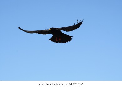 A black crow flies at the blue sky