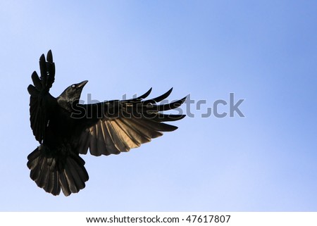 Black crow in flight with wings spread.