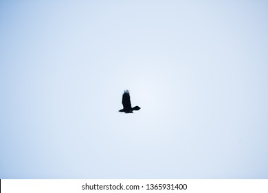 Black crow fly on blue sky background. Single bird.