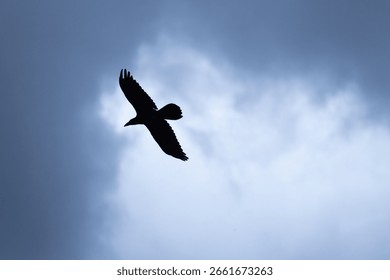 Black crow flying against a dramatic cloudy sky, wings outstretched in graceful silhouette. High quality photo