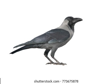 Black Crow. Isolated