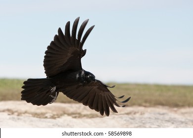 Black Crow landing with wings spread
