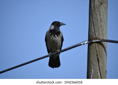 636 Talking crow Images, Stock Photos & Vectors | Shutterstock