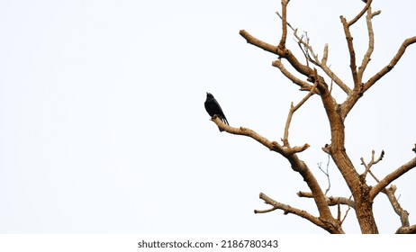 Black Crow On The Tree White Background