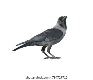 Black crow with an open beak. Isolated
