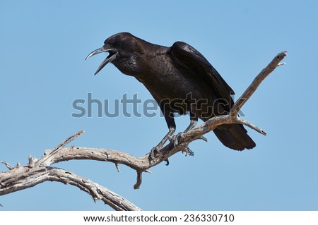 Black crow perched on a dead branch