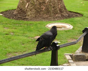 A Black Crow Perched On A Black Rail In The Yard