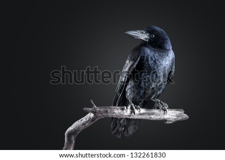 black crow portrait close up