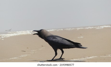 Black Crow In Sea Beach HD Image