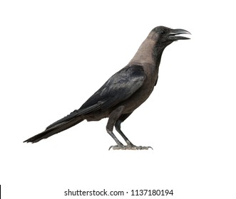 Crow Images, Stock Photos & Vectors | Shutterstock