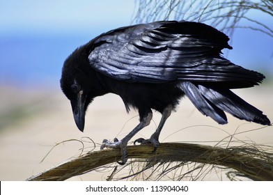 Black Crow Sitting On A Branch