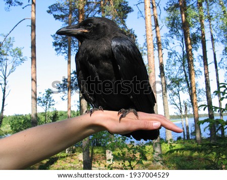 black crow sitting on a hand