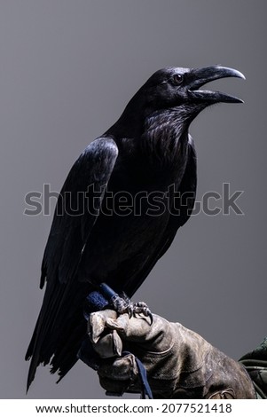 black crow sitting on his trainer hand
