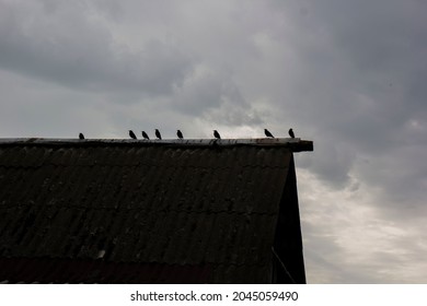 1,198 Starling crow Images, Stock Photos & Vectors | Shutterstock