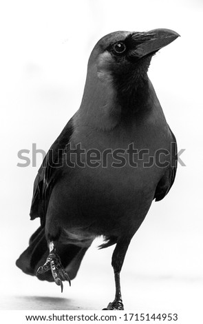Black crow Walking on white Isolated background. High key crow bird photo