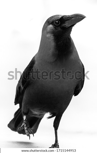 Black crow Walking on white Isolated background.
High key crow bird photo