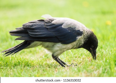 Black crow walks on green lawn with copy space. Raven on grass. Wild bird on meadow. Predatory animal of city fauna. Plumage of bird is close up. Detailed background of body of animal.